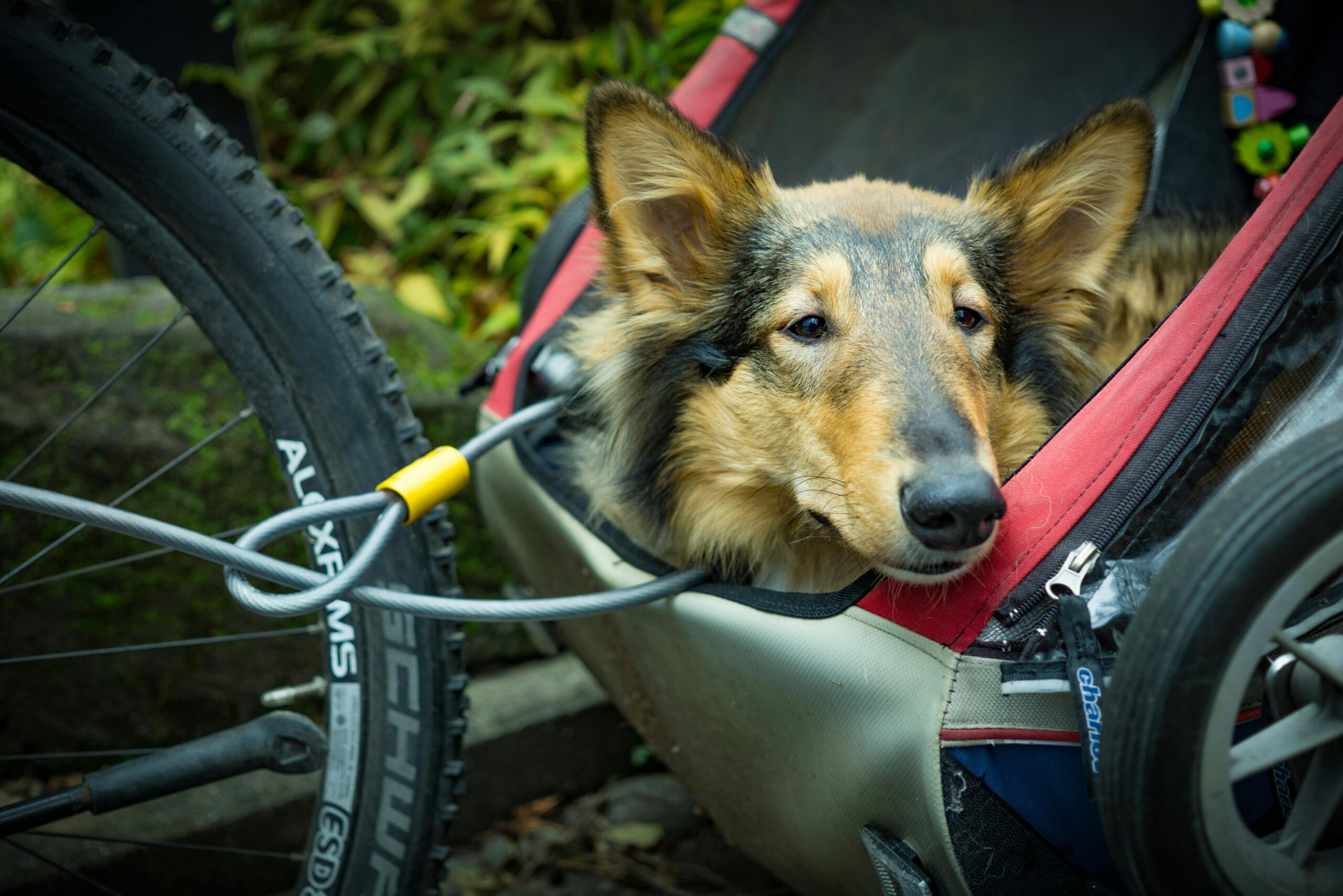 Top Organic Pet Food Brands: Nourishing Your Furry Friend Naturally