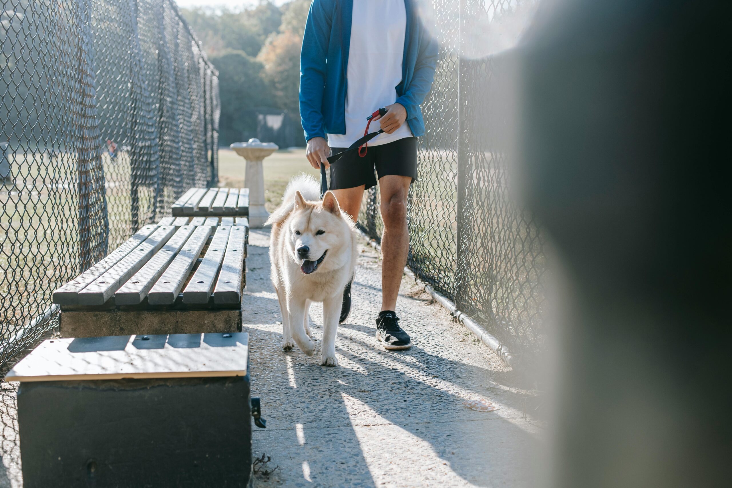 Affordable Pet Grooming: Keep Your Furry Friend Happy & Healthy on a Budget