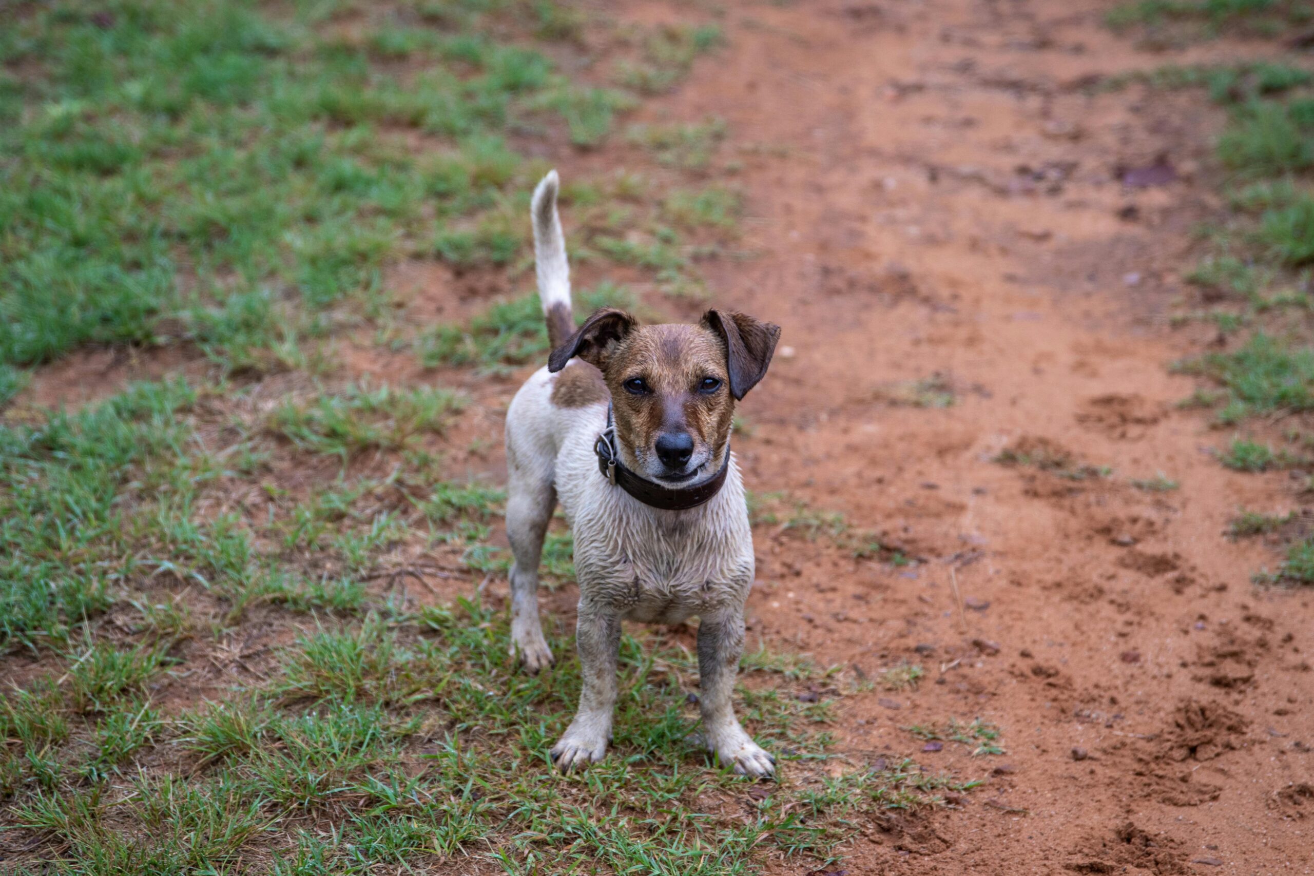 Train Your Furry Friend: Effective Pet Training at Home